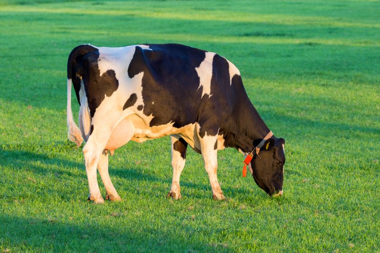 mucca di razza Frisona