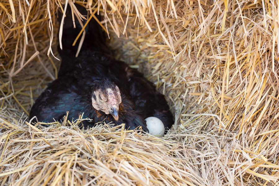 Le migliori galline da uova
