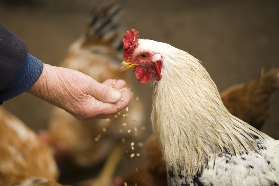 Le migliori galline da uova