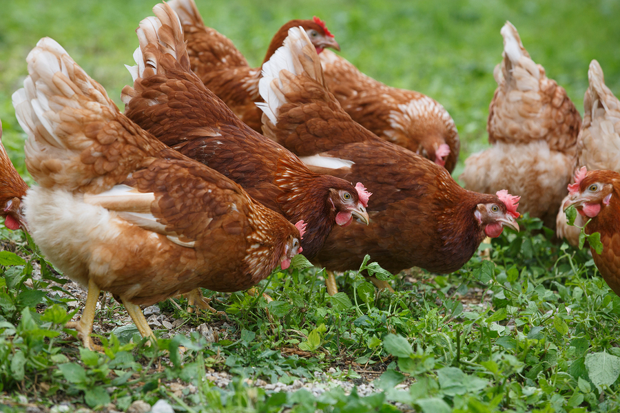 Le migliori galline da uova