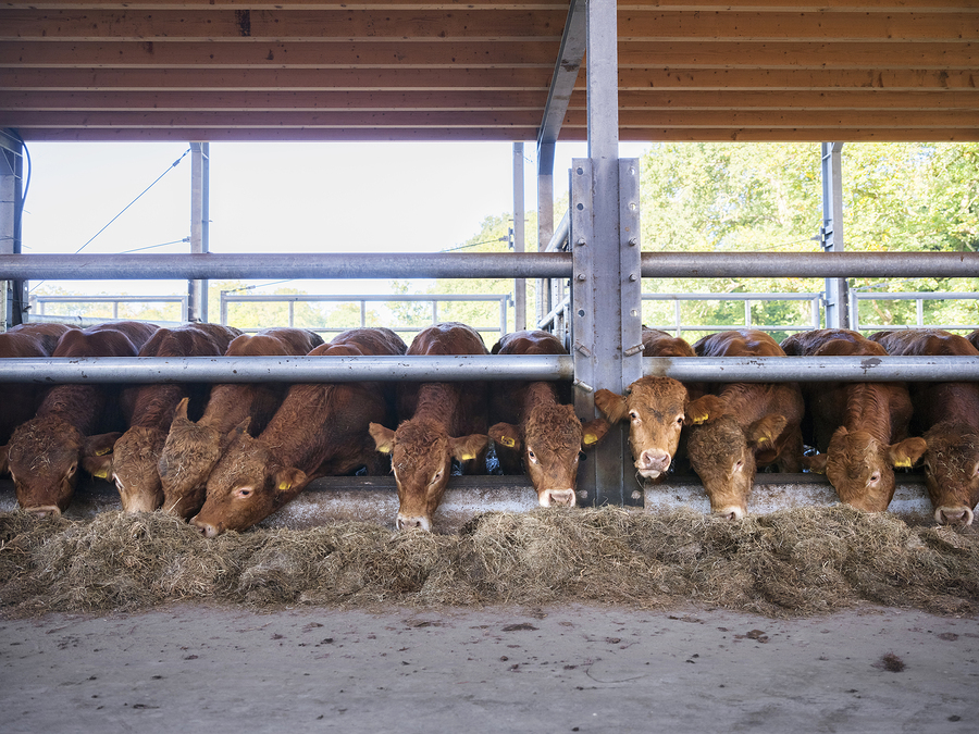 Limousine razza bovina
