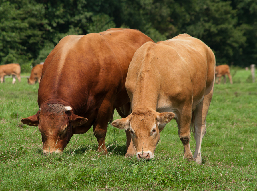 Limousine razza bovina