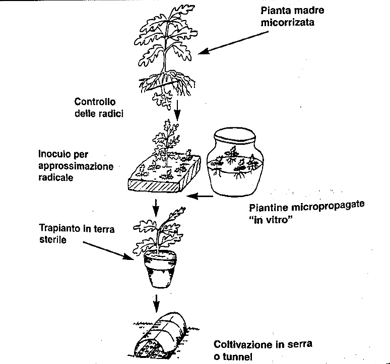 coltivare tartufi