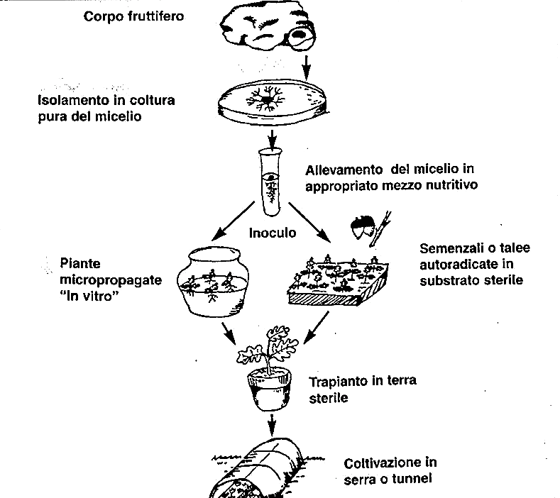 coltivare tartufi