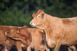 Razze bovine francesi
