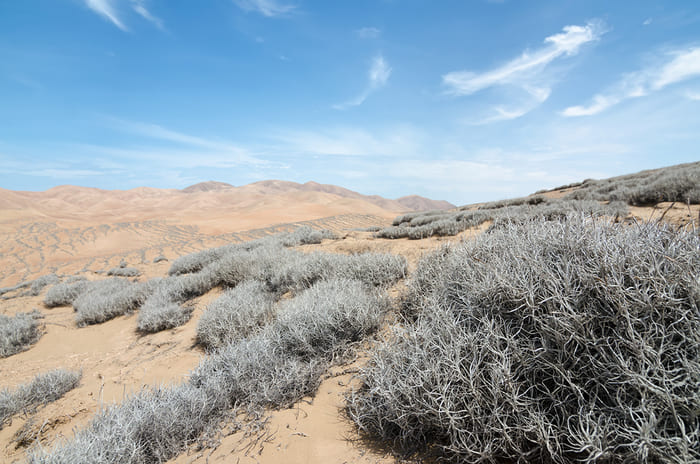 Tillandsia landbeckii nel deserto cileno di Atacama