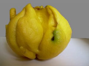 acaro delle meraviglie parassiti del limone
