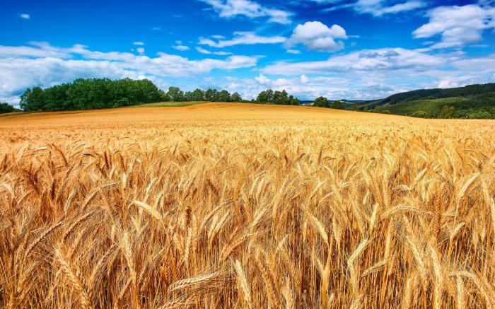 agricoltura sostenibile soluzione per il problema della fame nel mondo