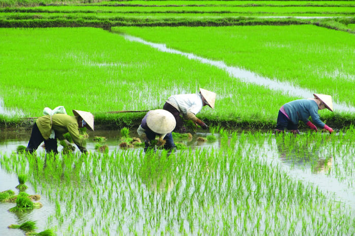agricoltura sostenibile soluzione per il problema della fame nel mondo