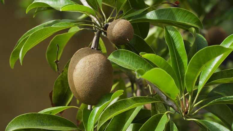 malattie del kiwi