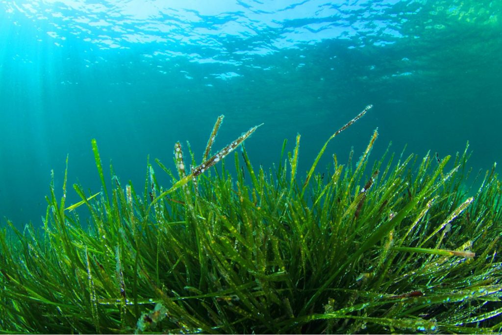 Come coltivare l'alga spirulina 