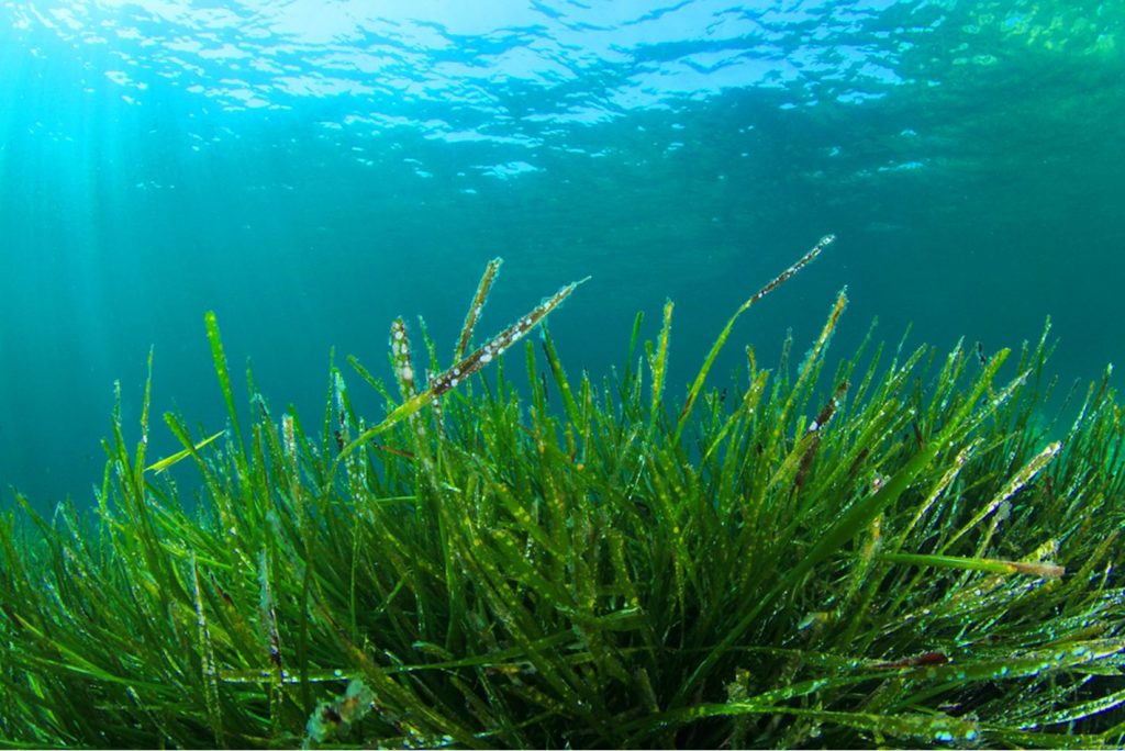 Come coltivare l'alga spirulina direttamente in casa Come coltivare l'alga spirulina