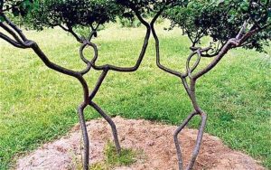 arboscultura-pooktre-by-peter-cook-becky-northey