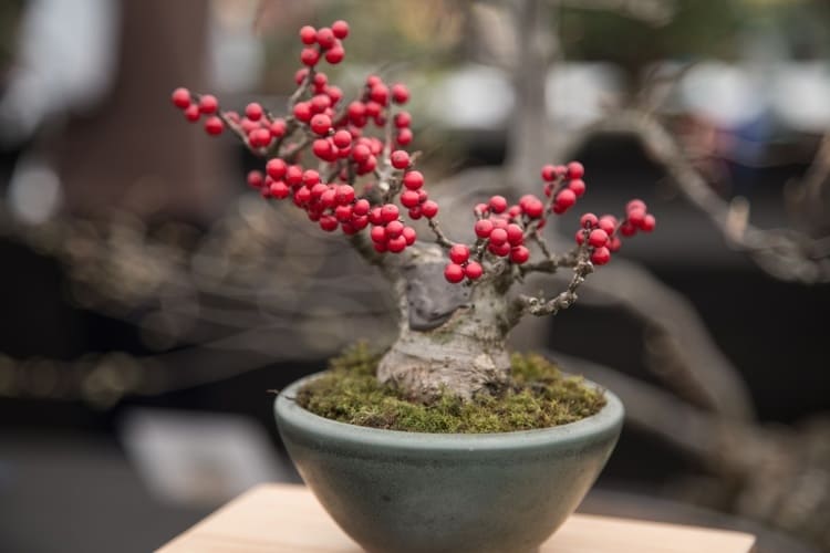 storia del bonsai