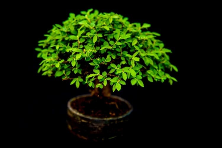 bonsai