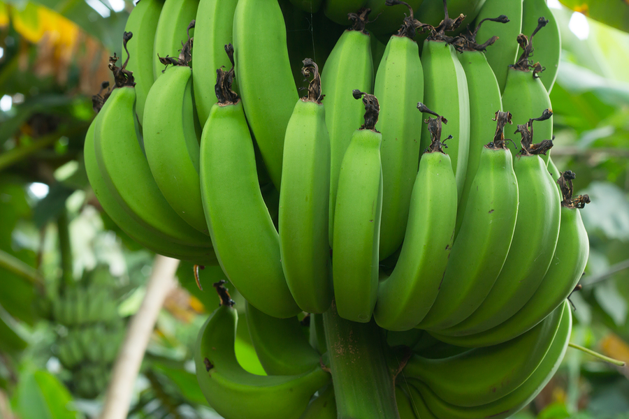 come coltivare la banana