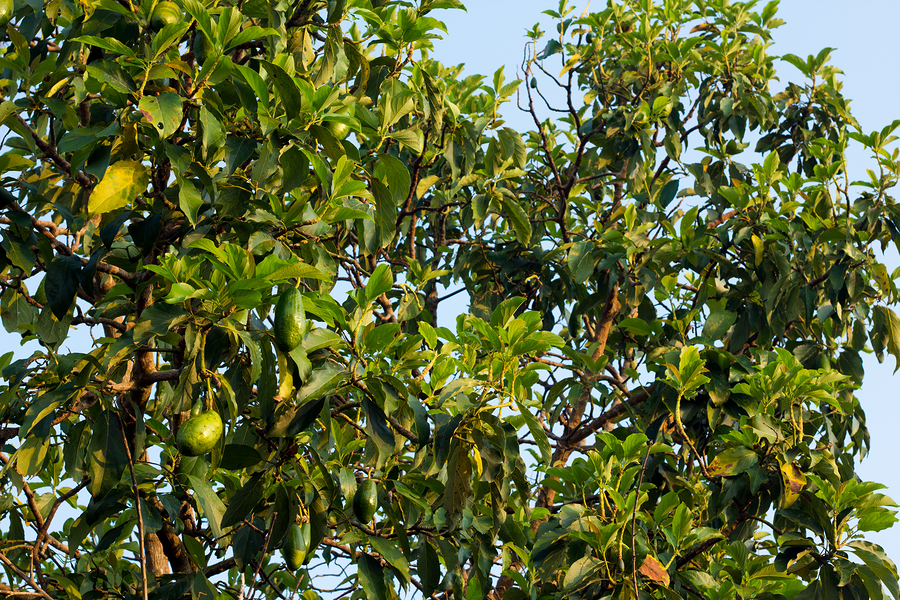 Come coltivare avocado