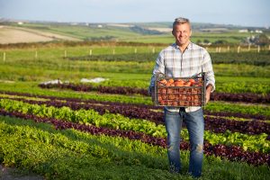 cosa coltivare con i pomodori