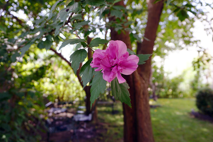 Fiore di Hibiscus della Siria (Hibiscus Syriacus)