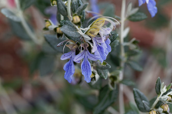 Fiore di Camedrio Femmina (Teucrium fruticans)