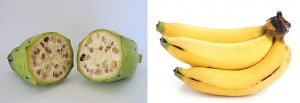 Frutta e verdura - banana selvatica e moderna a confronto