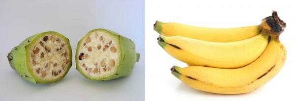 Banana selvatica e moderna a confronto Frutta e verdura - banana selvatica e moderna a confronto