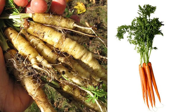Carota selvatica e moderna a confronto Frutta e verdura - carota selvatica e moderna a confronto