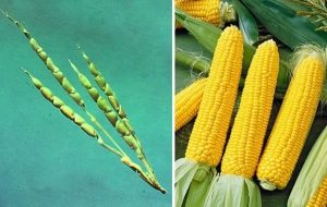 frutta-e-verdura-mais-selvatico-e-moderno