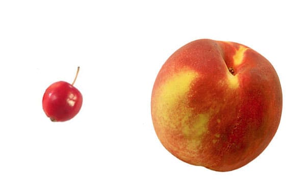 Pesca selvatica e moderna a confronto Frutta e verdura - pesca selvatica e moderna a confronto