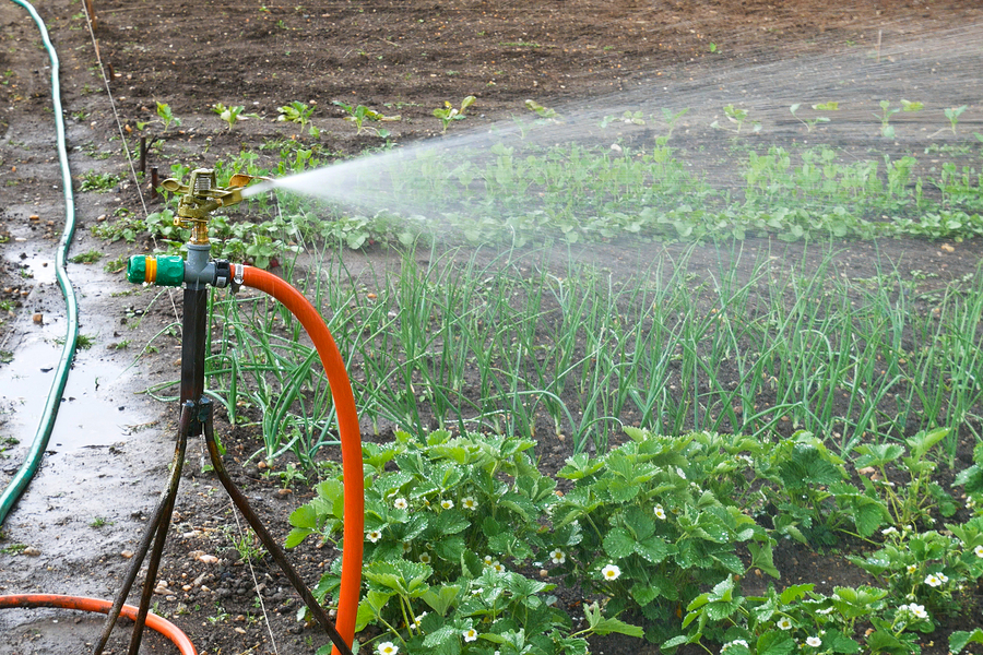 come capire se una pianta ha bisogno di acqua