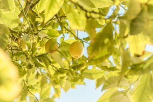 malattie della pianta di limone