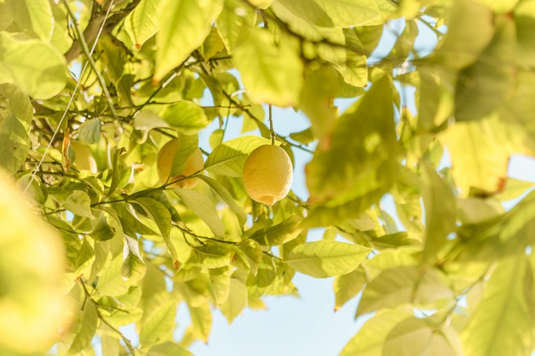 malattie della pianta di limone