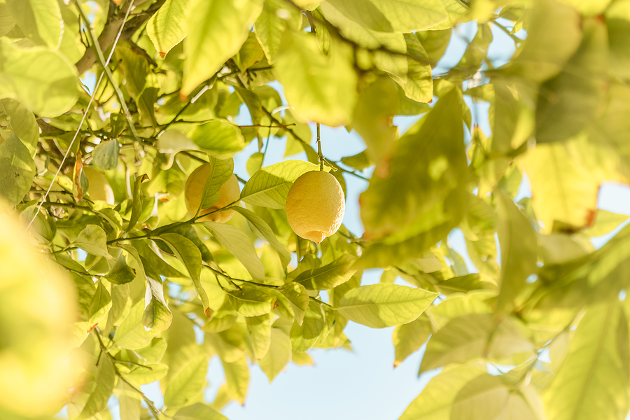 malattie della pianta di limone