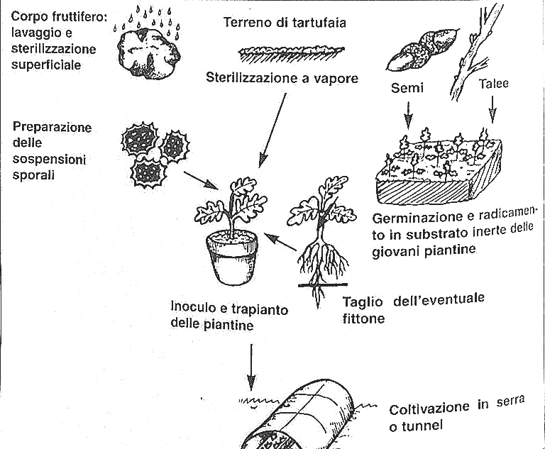 coltivare tartufi