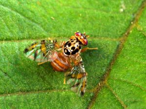 mosca della frutta parassiti del limone