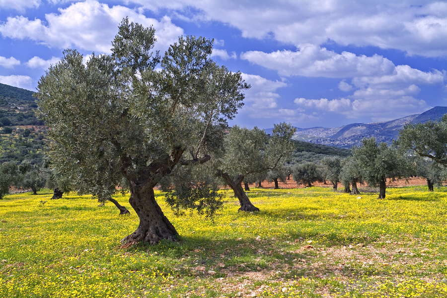 cosa coltivare con i pomodori