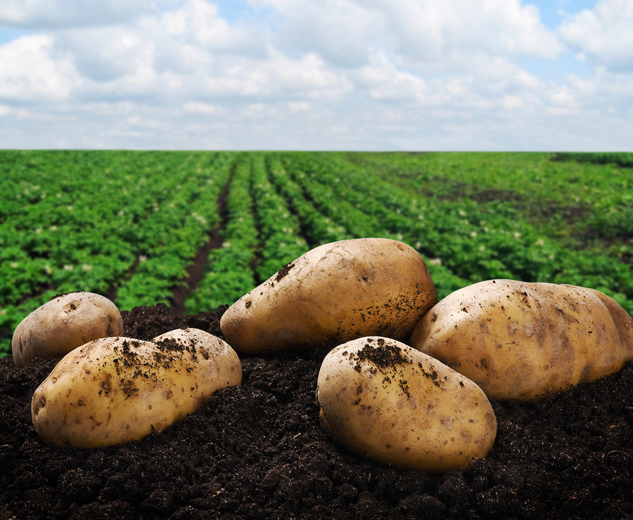 cosa coltivare con le patate