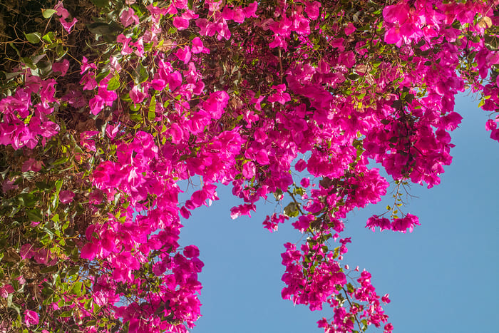pianta di bougainvillea