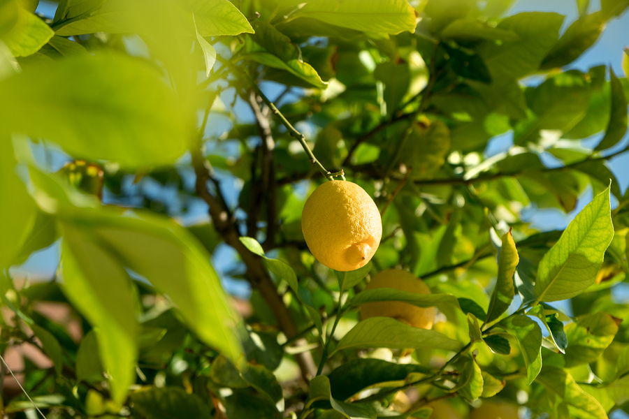 malattie della pianta di limone