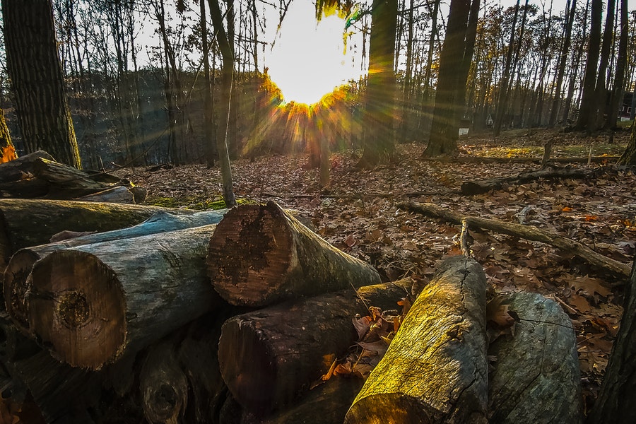 Più della metà delle foreste europee è scomparsa