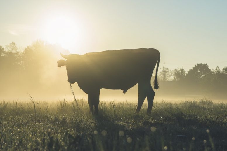 agricoltore incornato da un toro