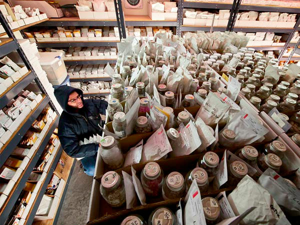 banca-mondiale-dei-semi-addetto-allo-stoccaggio-delle-sementi