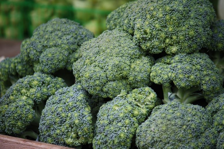 come coltivare i broccoli