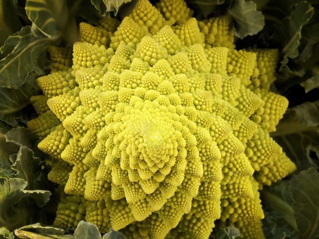 coltivare il cavolfiore