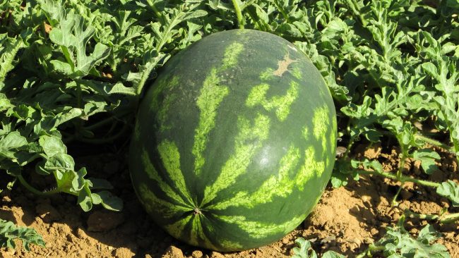 piantine di anguria