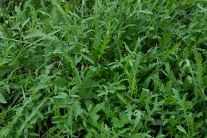come coltivare la rucola
