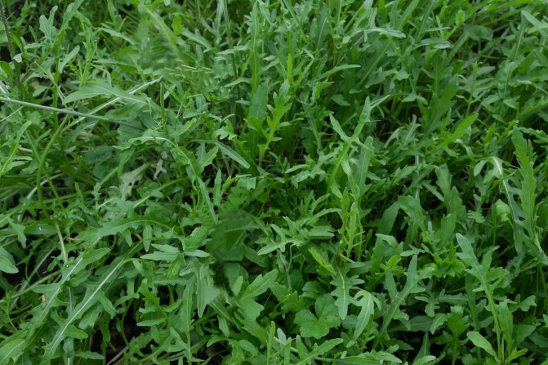 come coltivare la rucola