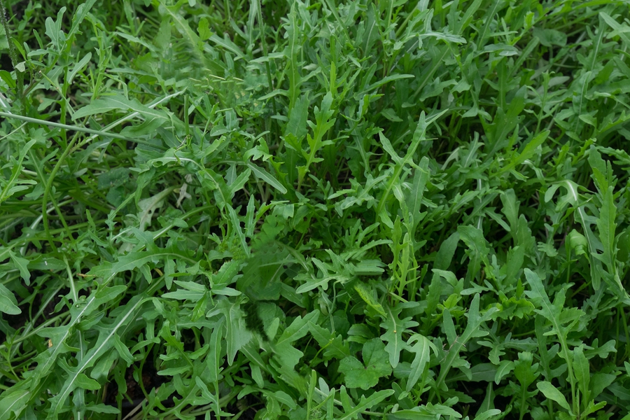 come coltivare la rucola