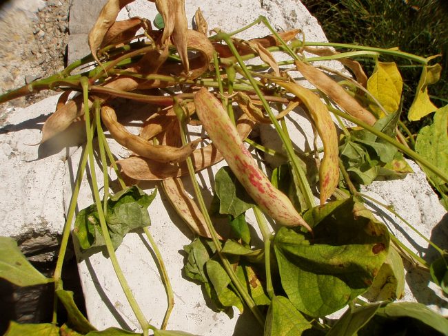 Pianta Secca Come Evitare Lappassimento E Come Risolvere