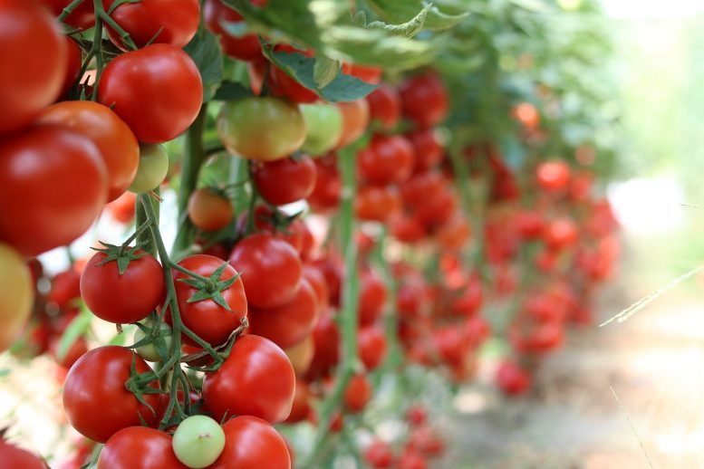 come coltivare i pomodori